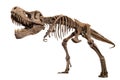 Tyrannosaurus Rex skeleton on isolated background . Embedded clipping paths Royalty Free Stock Photo