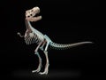 Tyrannosaurus rex skeleton.