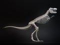 Tyrannosaurus rex skeleton.