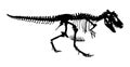 Tyrannosaurus Rex skeleton . Silhouette vector . side view Royalty Free Stock Photo