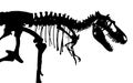 Tyrannosaurus Rex skeleton . Silhouette vector . side view Royalty Free Stock Photo