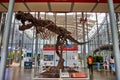 Tyrannosaurus rex skeleton standing in Byers Lobby of the Academy of Sciences