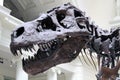 Tyrannosaurus Rex Sue Close Up Royalty Free Stock Photo