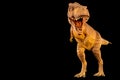Tyrannosaurus rex T-rex is walking and open mouth and copy space on left site . Front view . Black isolated background .