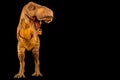 Tyrannosaurus rex T-rex is walking and open mouth and copy space on right site . Front view . Black isolated background .