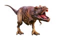 Tyrannosaurus Rex or T_Rex scientifc and realistic reconstitution isolated on a white background. 3D rendering illustration of the Royalty Free Stock Photo