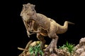 Tyrannosaurus rex . T-rex is walking , growling and open mouth on rock . Black isolated background . Embedded clipping paths Royalty Free Stock Photo