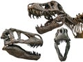Tyrannosaurus scull Royalty Free Stock Photo