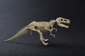 Tyrannosaurus skeleton on dark