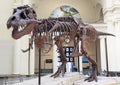 Tyrannosaurus skeleton, Field Museum, Chicago