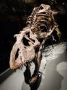 Tyrannosaurus skeleton Naturalis