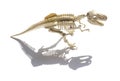 Tyrannosaurus skeleton with shadow on white background