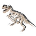 Tyrannosaurus skeleton walking. Cartoonillustration.