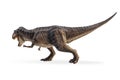 Tyrannosaurus T-rex ,dinosaur on white background Royalty Free Stock Photo