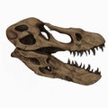 Tyrannosaurus T Rex Skull Dinosaur Fossil Transparent Background