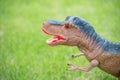 Tyrannosaurus toy standing