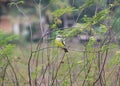 Hungry Tyrannus kingbird looking for insects Royalty Free Stock Photo