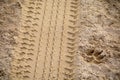 Tyre and dog footprint in the soft and golden sand. Royalty Free Stock Photo