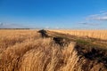 Tyre tracks across golden wheat field under blue sky in Ukraine Royalty Free Stock Photo