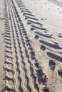 Tyre tracks in sand. Tractor tire tread imprint on beach. Royalty Free Stock Photo