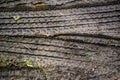 Tyre tracks in some mud closeup Royalty Free Stock Photo