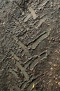 Tyre tracks in wet mud Royalty Free Stock Photo