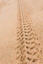 Tyre tread marks on beach Royalty Free Stock Photo