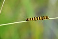 Tyria jacobaeae caterpillar,detail photo Royalty Free Stock Photo