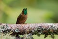 Tyrian Metaltail - Metallura tyrianthina Royalty Free Stock Photo