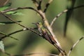 Tyrian Metaltail Royalty Free Stock Photo