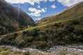 Tyrol Grey or Tyrolean Grey alpine cattle, milk cows on pasture Royalty Free Stock Photo