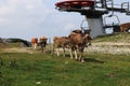 Tyrolean Gray cattle on top of Hochkar mountain, Austrian Alps, Salzburg. These gray cows look like they are from another