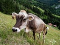 Tyrolean Grey Cattle on a Seasonal Mountain Pasture Royalty Free Stock Photo