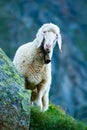 Tyrolean mountain sheep looking at the viewer, Stubai Valley, Tyrol, Austria Royalty Free Stock Photo