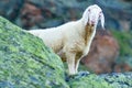 Tyrolean mountain sheep looking at the viewer, Stubai Valley, Tyrol, Austria Royalty Free Stock Photo