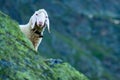 Tyrolean mountain sheep looking at the viewer, Stubai Valley, Tyrol, Austria Royalty Free Stock Photo