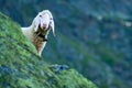 Tyrolean mountain sheep looking at the viewer, Stubai Valley, Tyrol, Austria