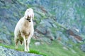 Tyrolean mountain sheep looking at the viewer, Stubai Valley, Tyrol, Austria Royalty Free Stock Photo