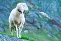Tyrolean mountain sheep looking at the viewer, Stubai Valley, Tyrol, Austria Royalty Free Stock Photo