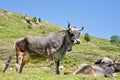 Tyrolese grey cow in an alpine pasture