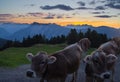 Tyrolian cows at sundown on a mountain peak