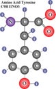 Molecular Structure Of Tyrosine