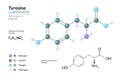 Tyrosine. Tyr C9H11NO3. ÃÂ±-Amino Acid. Structural Chemical Formula and Molecule 3d Model. Atoms with Color Coding. Vector