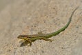 Tyrrhenian wall lizard Podarcis tiliguerta is a species of lizard in the family Lacertidae. The species is endemic to the Royalty Free Stock Photo