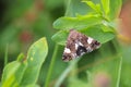 Tyta luctuosa, four-spotted moth also field bindweed moth pollinating