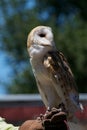 Tyto alba looking backwards