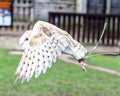 Barn owl in flight