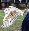 Barn owl in flight