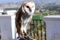 Tyto alba the western barn owl - Image - Photo Royalty Free Stock Photo