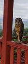 Tyto rosenbergii is a species of owl in the family Tytonidae. This bird is endemic to Sulawesi Island, Sangihe